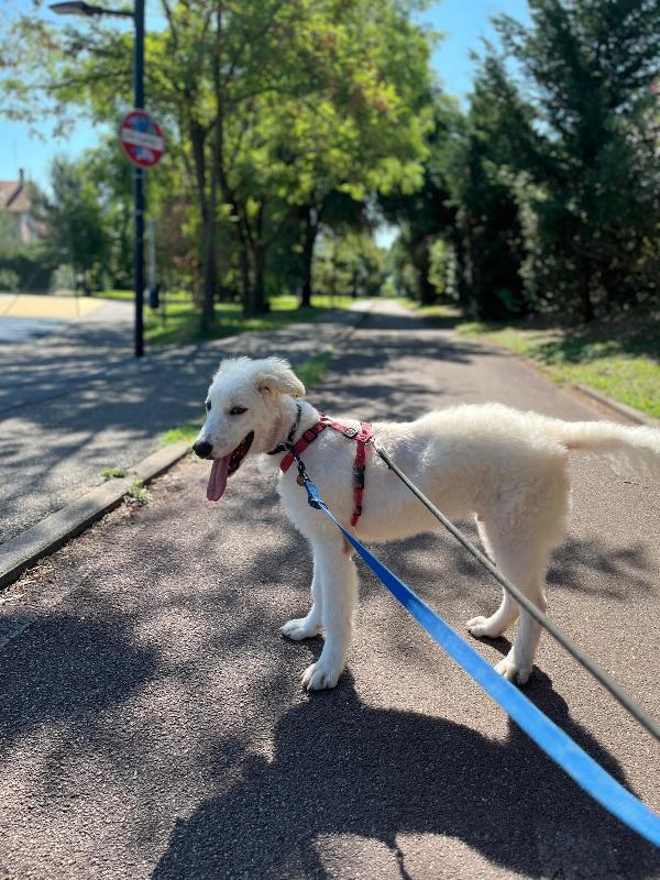 COCO BELLISSIMO CUCCIOLO MAREMMANO Foto 6